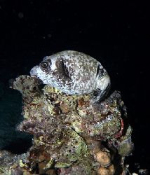 Sleeping beauty...taken at Ras Caty on a night dive. by Nikki Van Veelen 